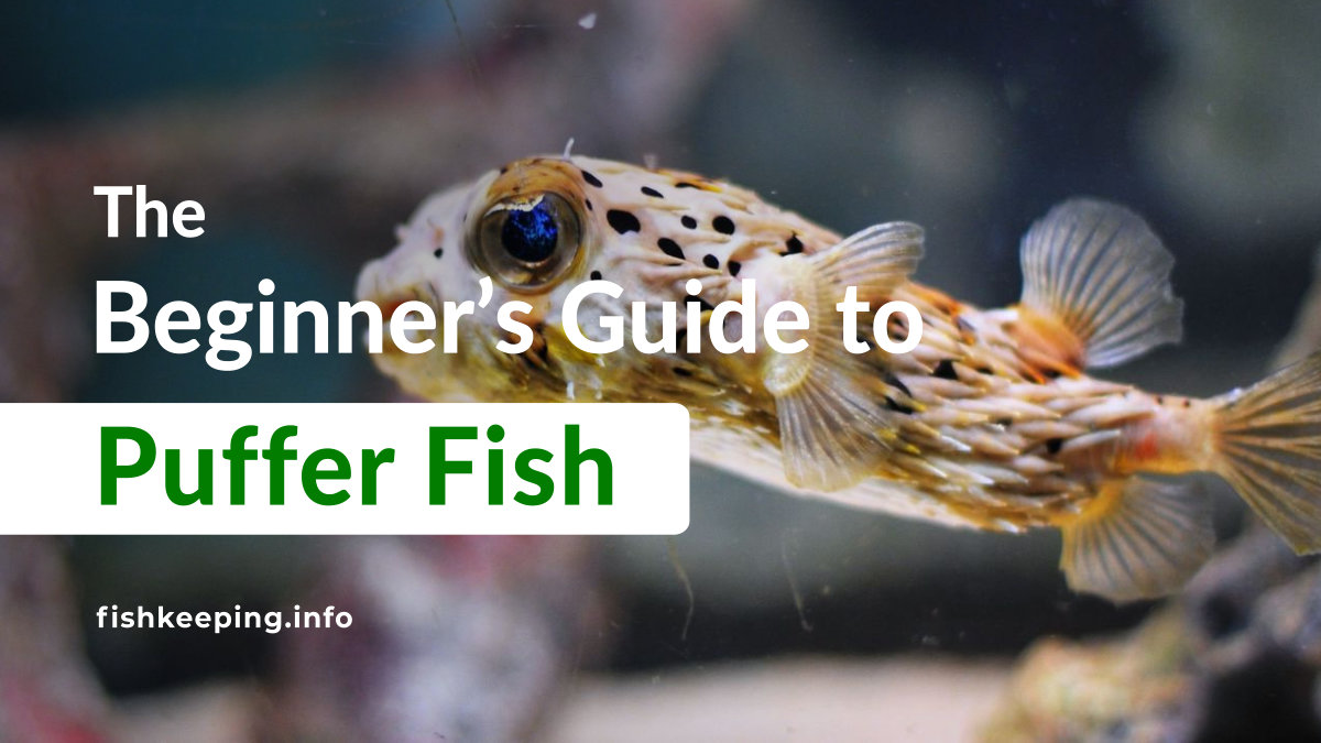 Most interactive Puffer Fish A beginners guide Fishkeeping.info