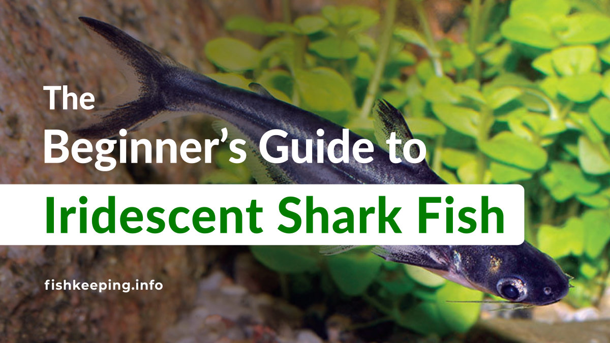 Beginners guide for Iridescent Shark Fish Fishkeeping.info