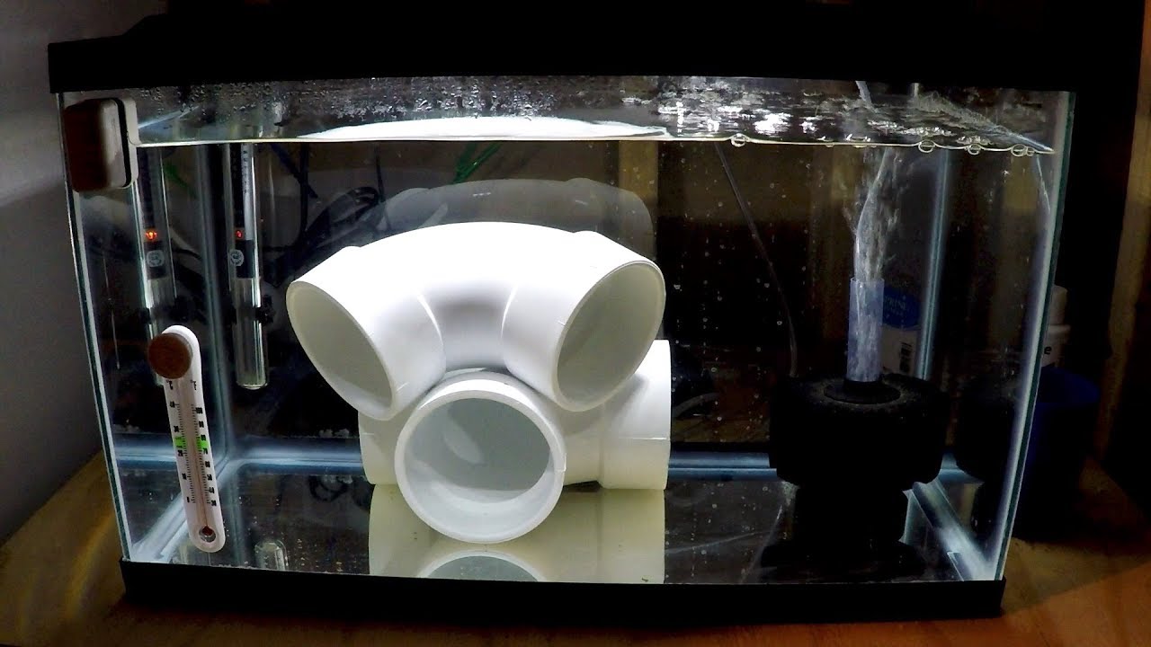 Everything you need to know about fish quarantine Fishkeeping.info