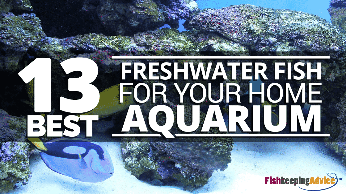 13 Best Freshwater Fish For Your Home Aquarium Fish Keeping Advice