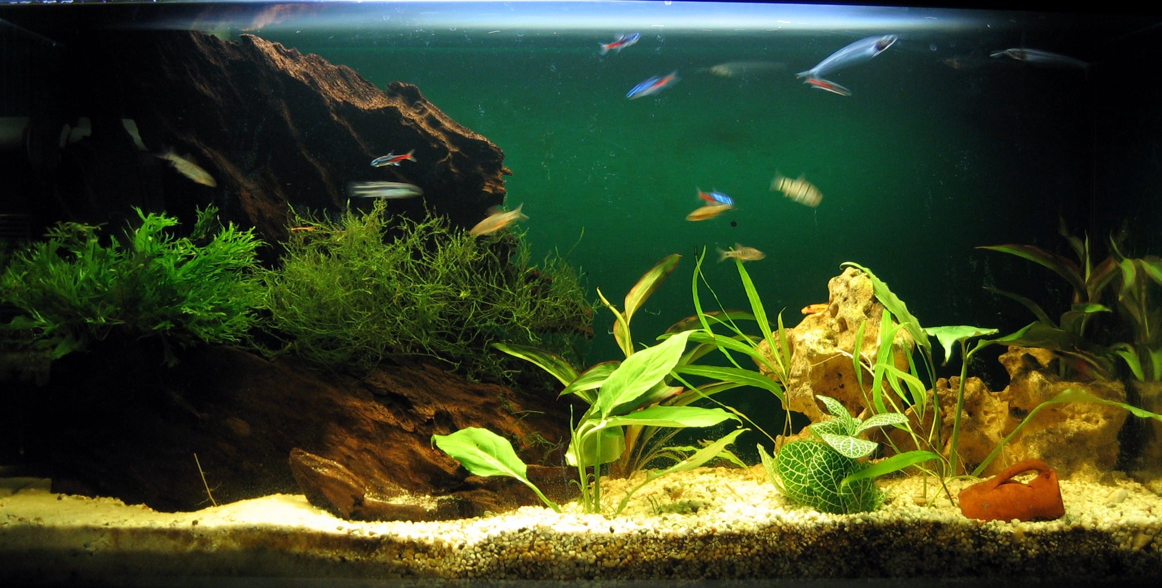 13 Best Freshwater Fish For Your Home Aquarium Fish Keeping Advice
