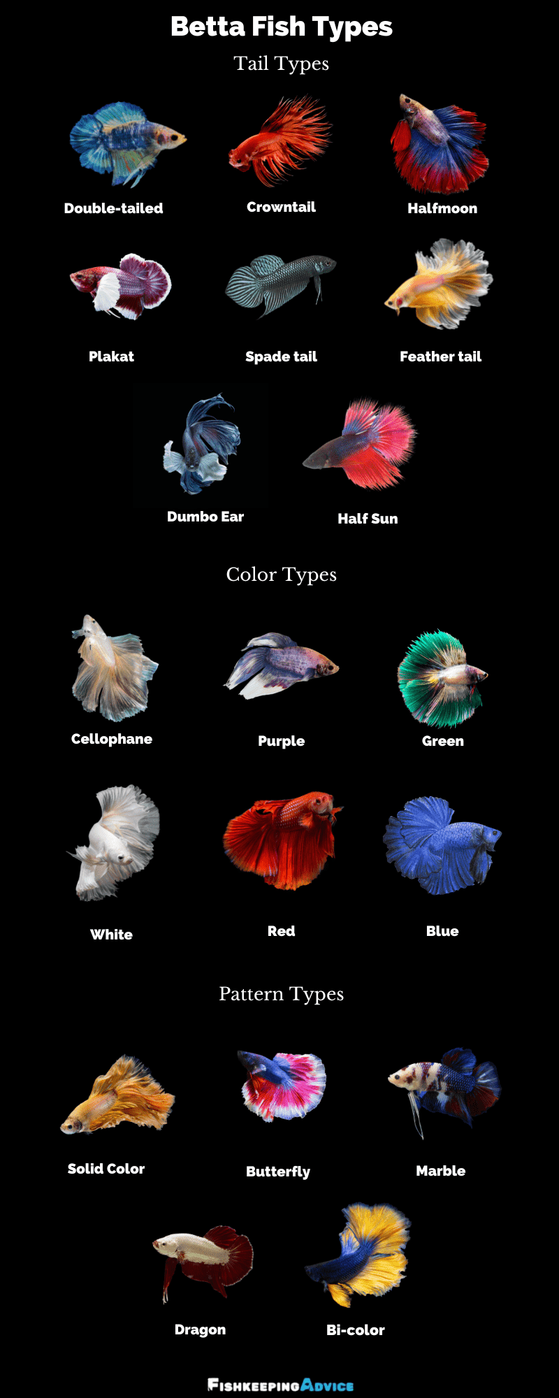 13 Types Of Betta Splendens Tails Fishkeeprr