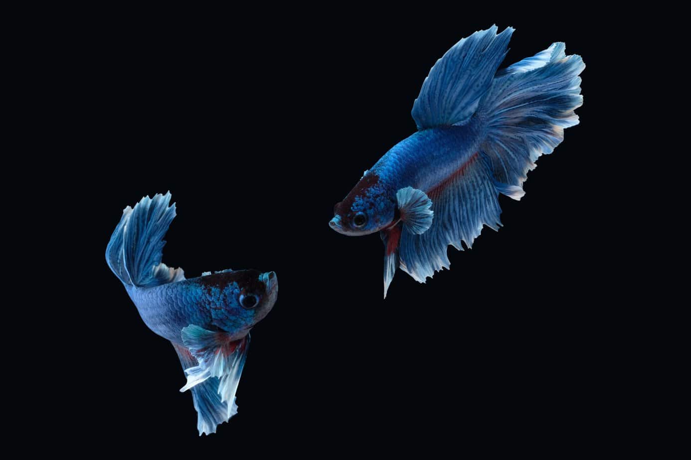 Types Of Betta Fish Tail Shapes, Colors, and Patterns Fishkeeping Advice