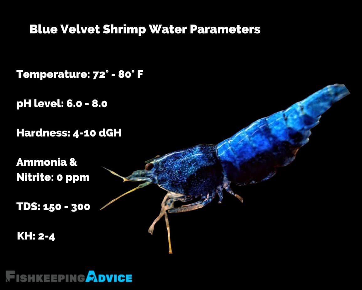 Complete Blue Velvet Shrimp Care Guide Everything You Need to Know