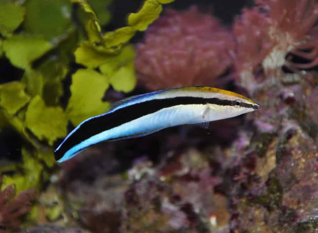 5 Best Tropical Fish For Advanced Aquarists Fishkeeping Advice
