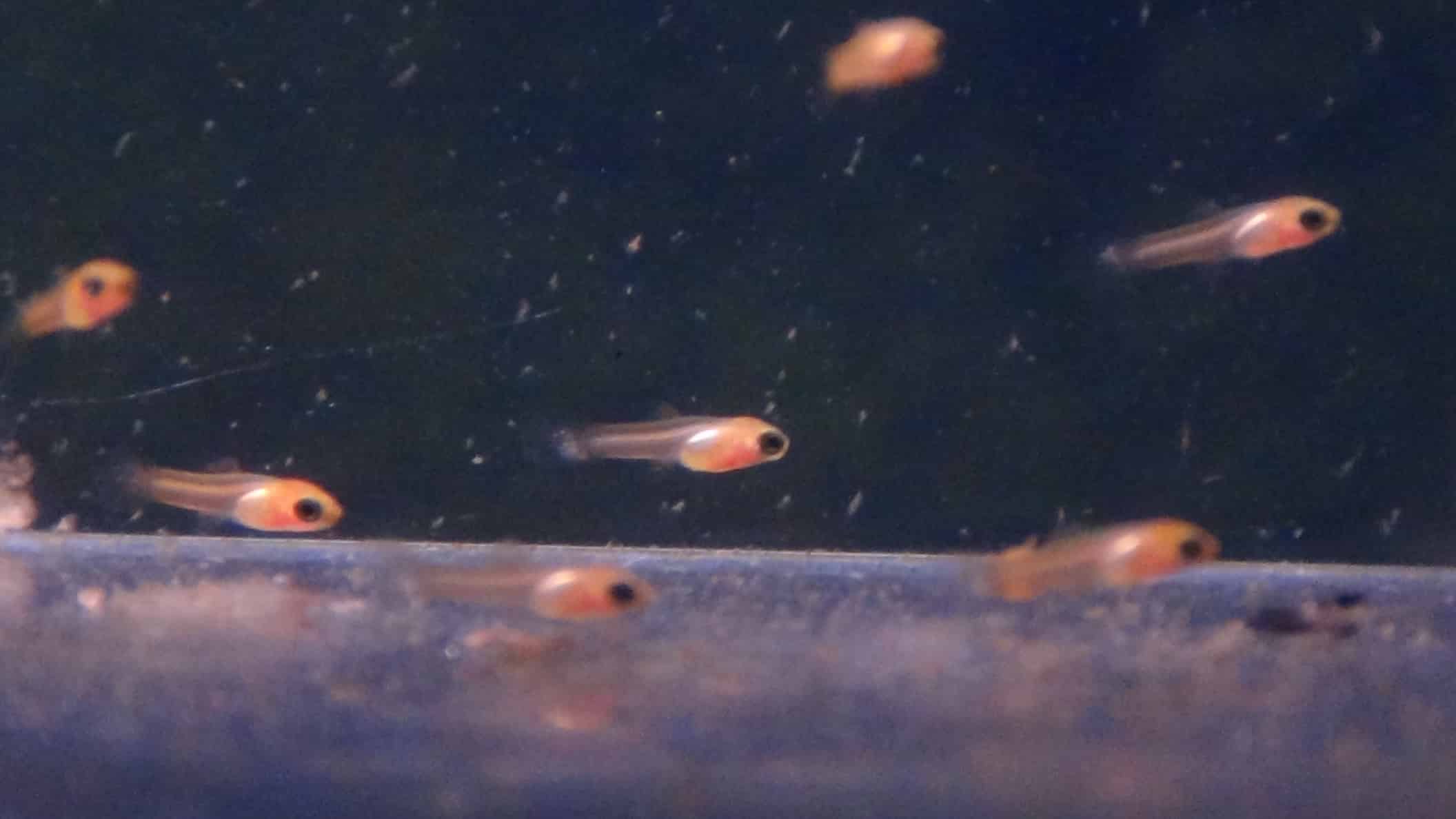 The Only Swordtail Fish Care Guide You Will Need Fishkeeping Advice