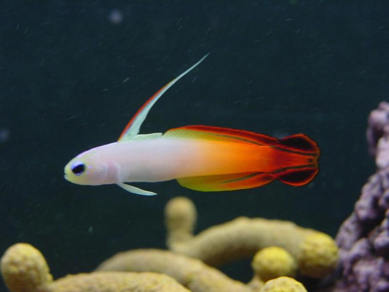 The 10 Best Saltwater Fish For Beginners Fishkeeping Advice