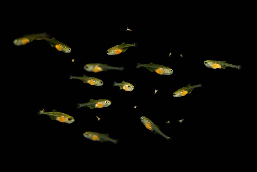 Raising Healthy Fry Everything You Need To Know Fishkeeping Advice