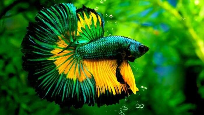 The Only Betta Fish Care Guide You Will Need Fish Keeping Advice