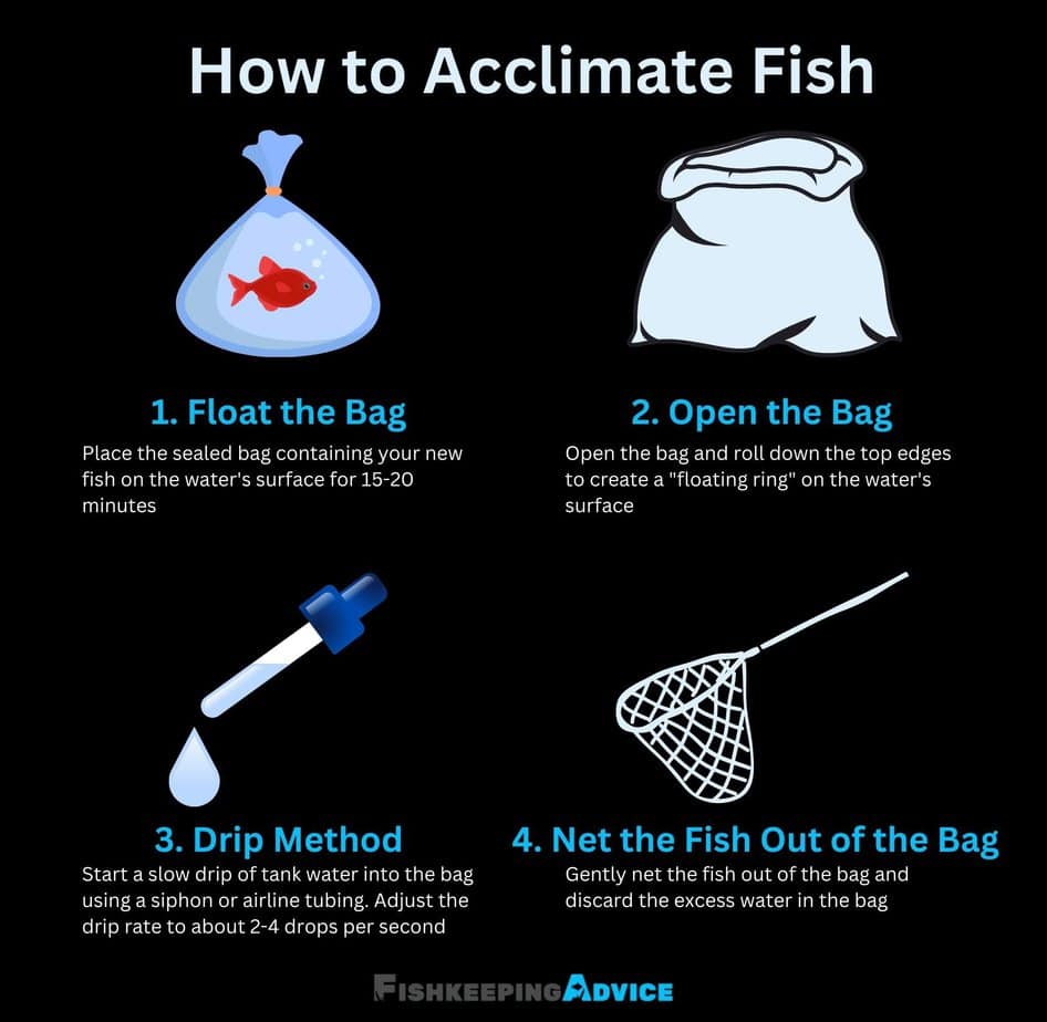 How to Acclimate Fish A StepbyStep Guide Fishkeeping Advice