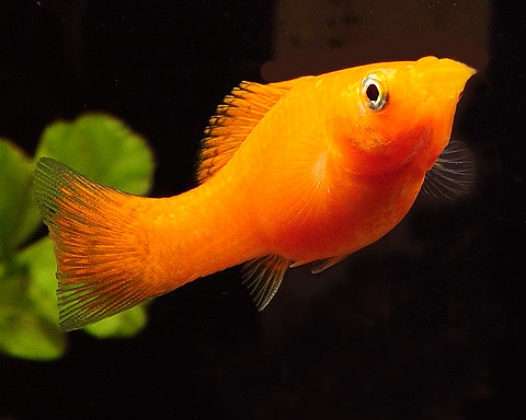 Best Beginner Freshwater Fish 13 MustHave Species