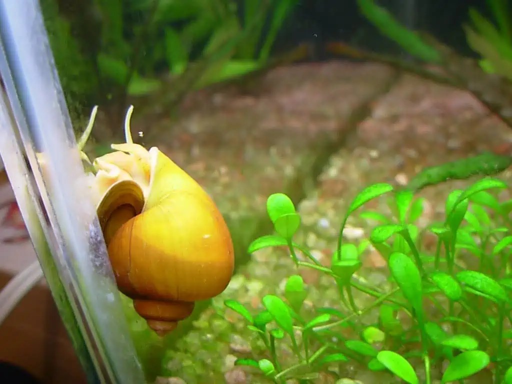 A Complete Guide to Mystery Snails Lifespan Fishkeeping Advice