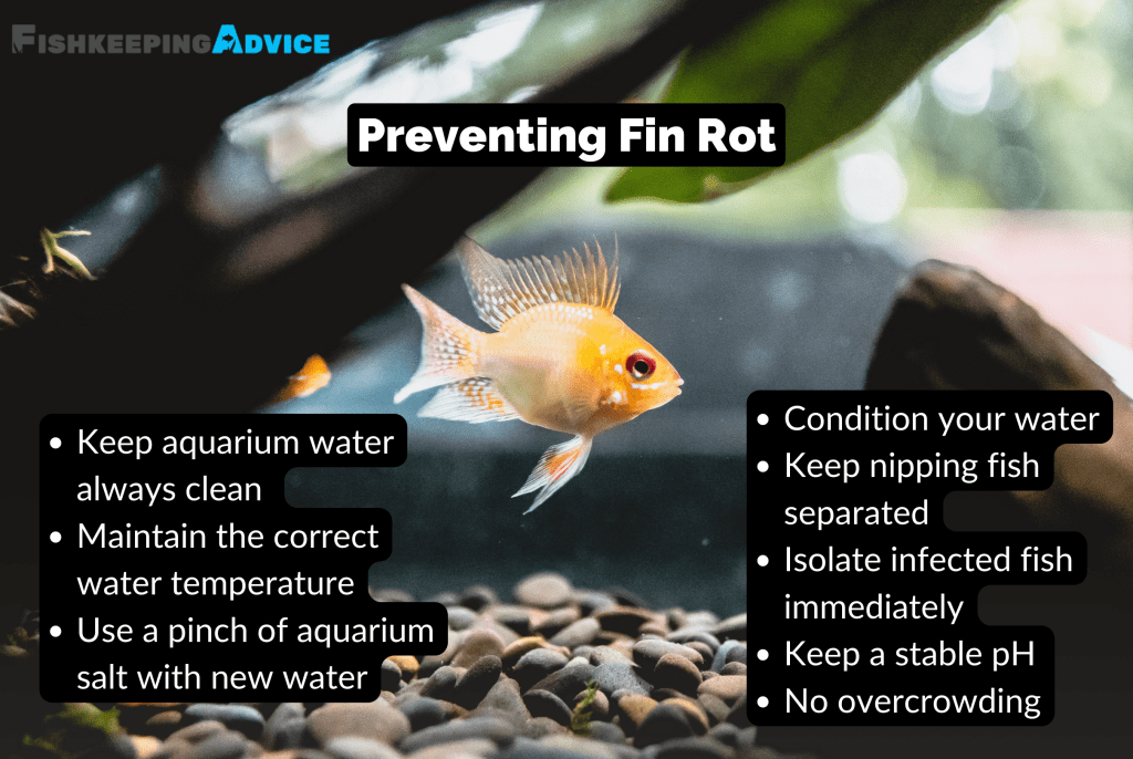Struggling With Fin Rot in Fish? Here's How To Cure It FAST