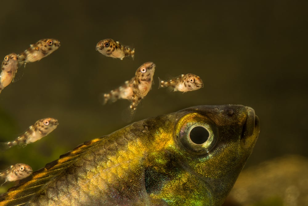 Raising Healthy Fry Everything You Need To Know Fishkeeping Advice