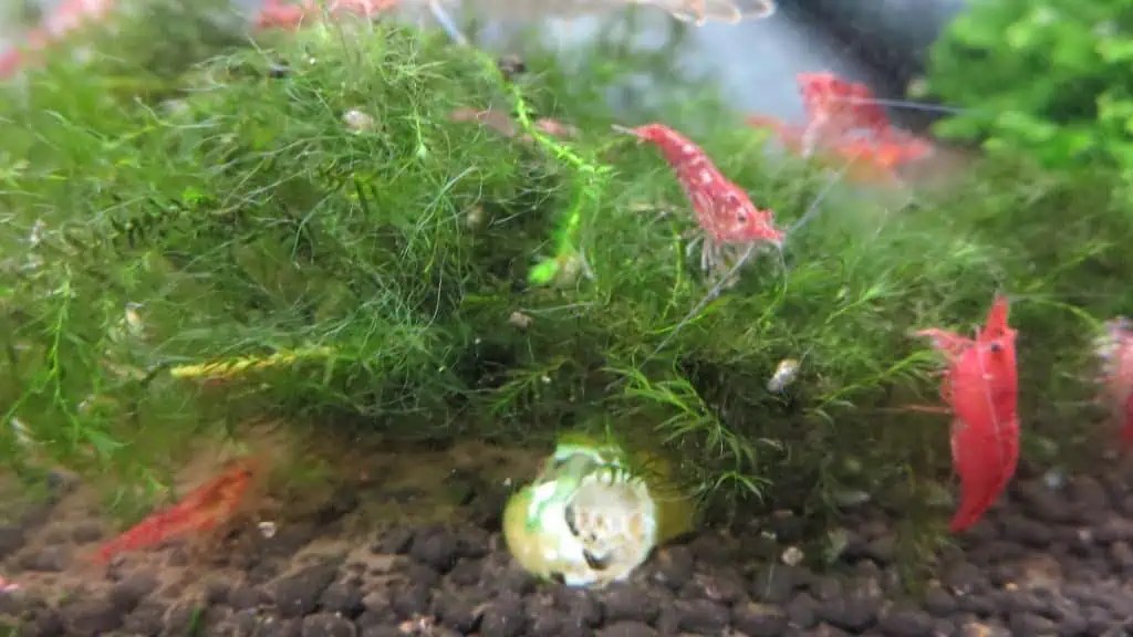 How to Get Rid of Algae in Your Fish Tank Effectively Fishkeeping Advice