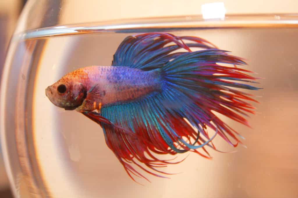 Complete Betta Fish Care Guide Fish Keeping Advice