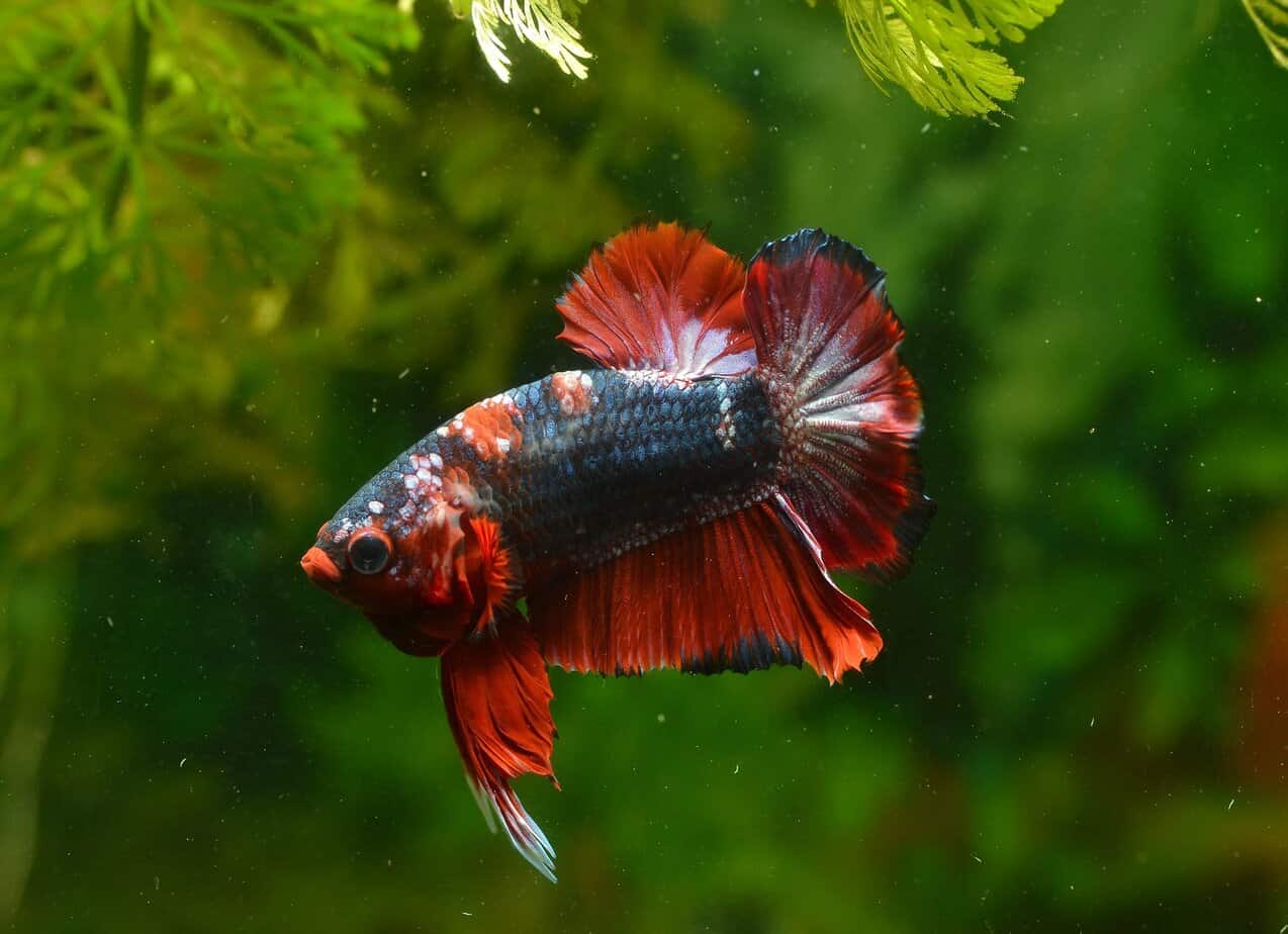 Betta Fish Tumor Symptoms, Causes, & Treatment Fishkeeping Advice