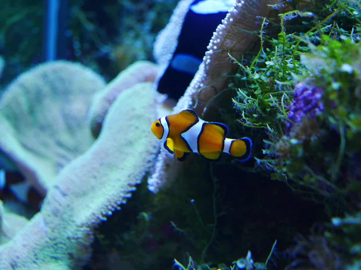 Clownfish Care Guide Everything You Need To Know Fishkeeping Advice