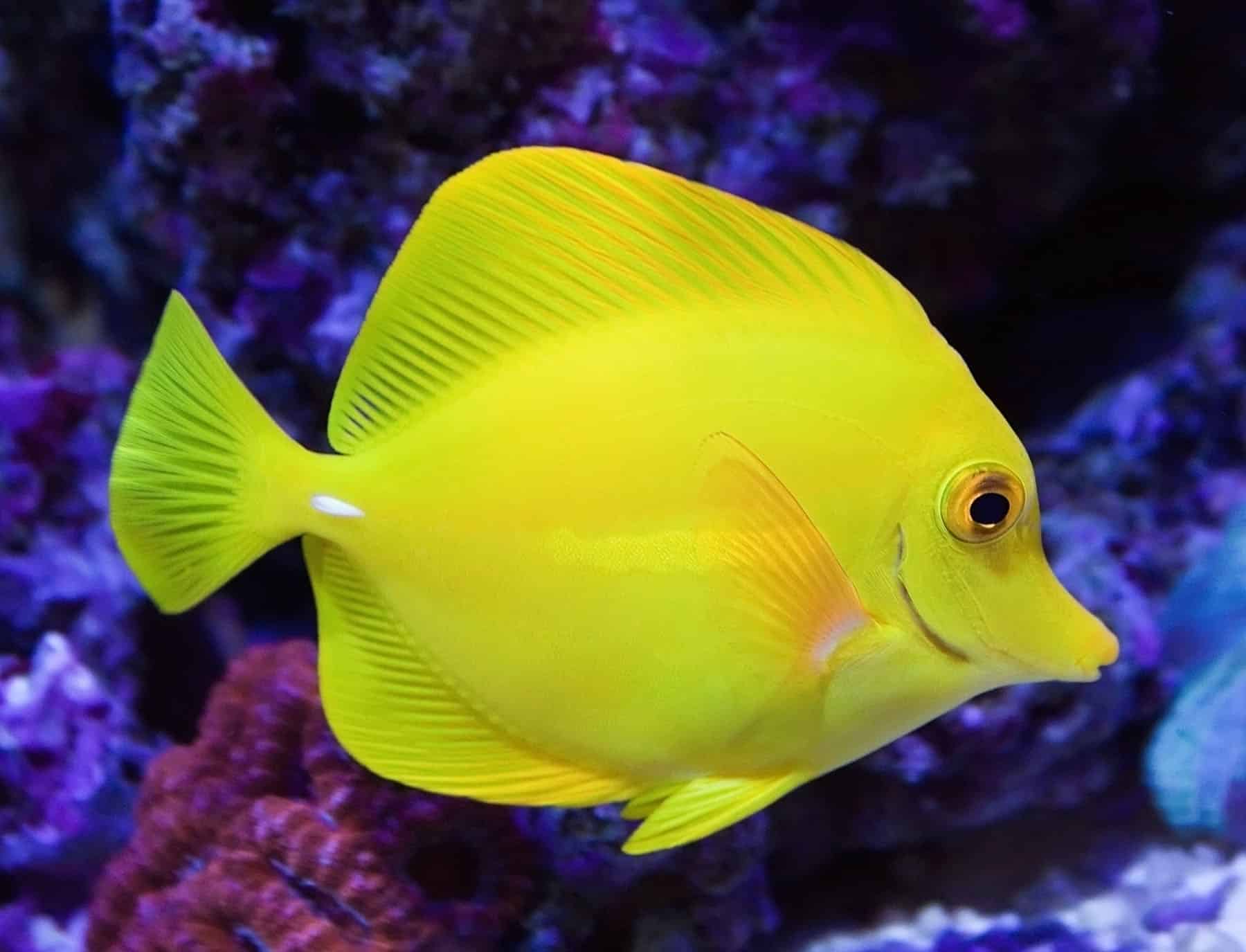 The 10 Best Saltwater Fish For Beginners Fishkeeping Advice