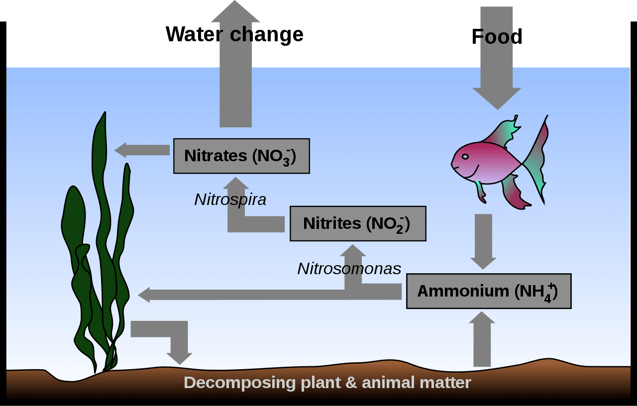 Why Are My Mollies Dying (and how to stop them!)