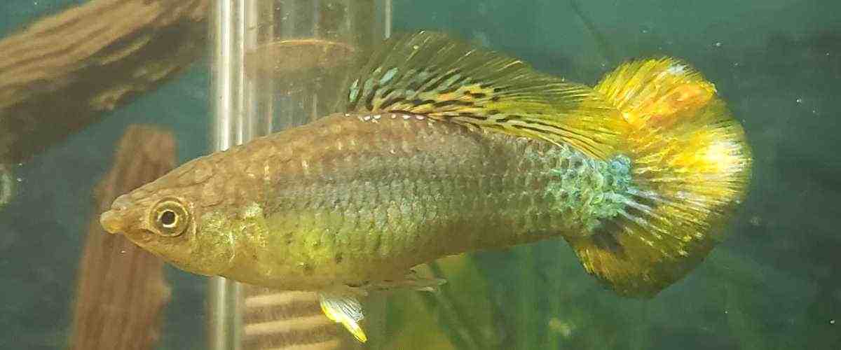Can Guppies And Mollies Crossbreed? (You will be surprised)