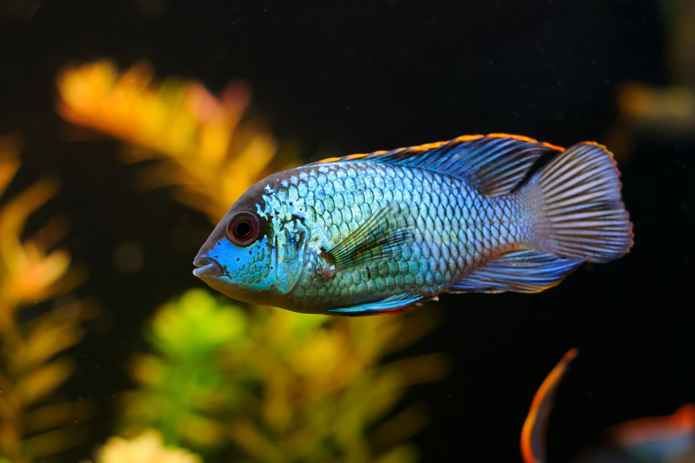 Electric Blue Acara The Complete Care And Breeding Guide