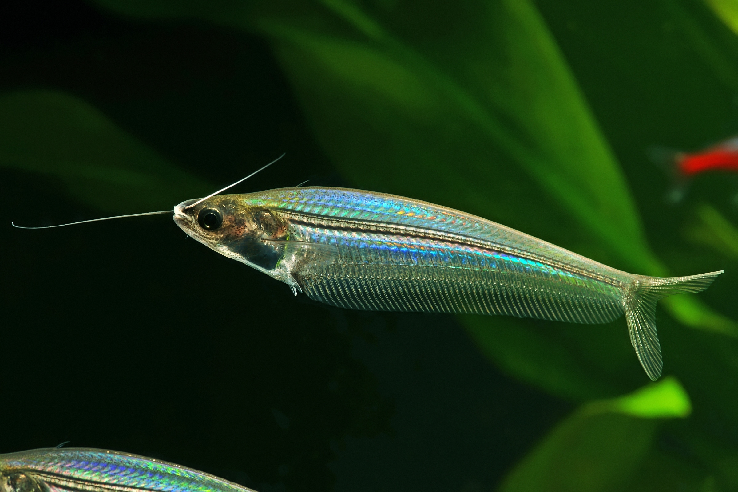 Glass Catfish The Complete Care And Breeding Guide