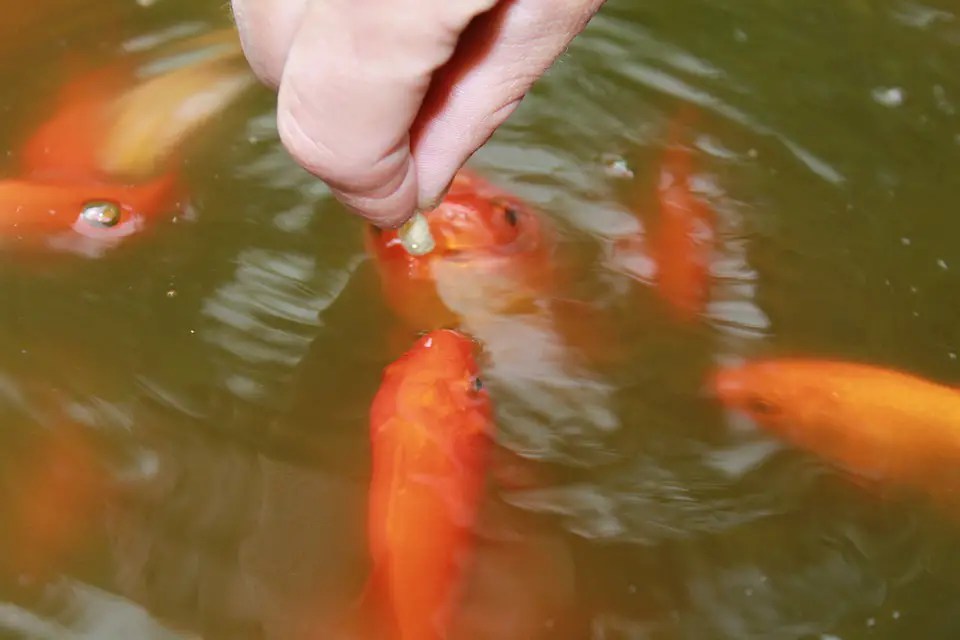 How Many Goldfish Can You Keep Together? The Happiness Guide Fish