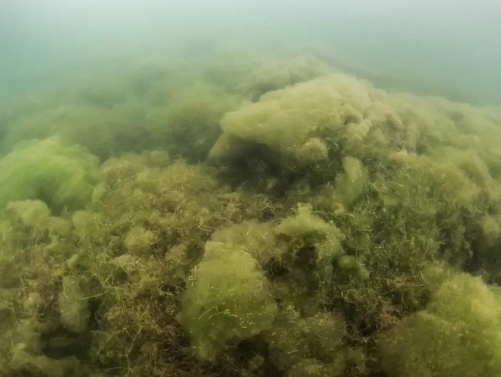 Algae in Fish Tank Type, Cause and Control Fish Keeping Guide