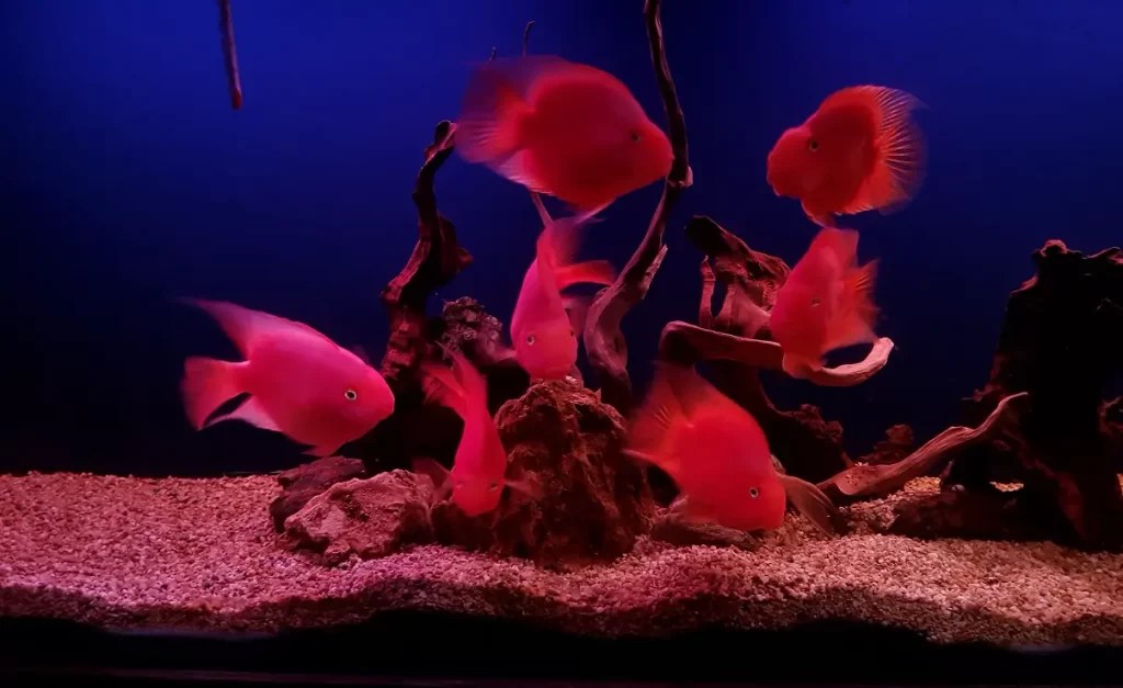 12 Ideal Tank Mates For Polar Parrot Fish Fish Keeping Guide