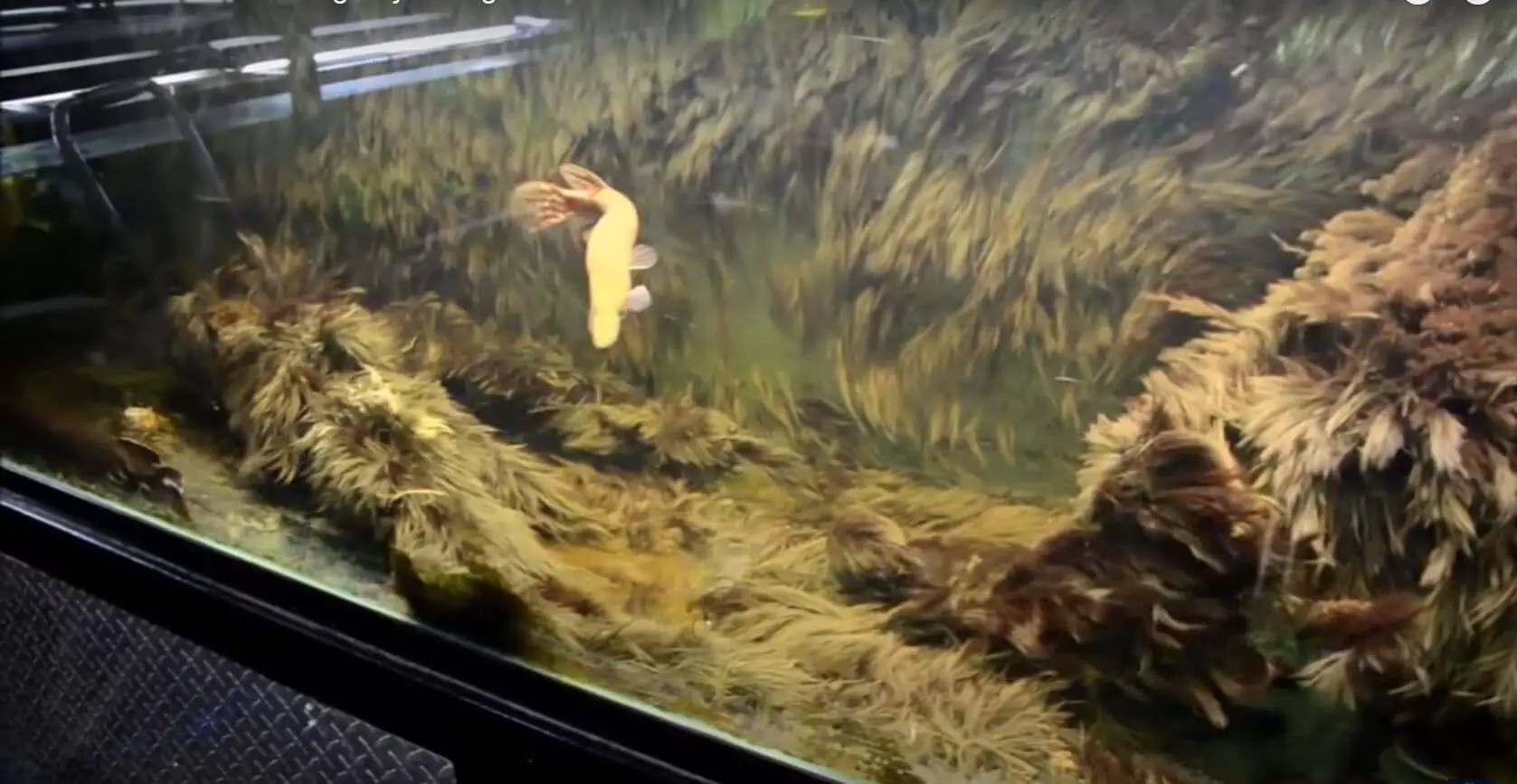 How to Grow Black Beard Algae (BBA) Guide Fish Keeping Guide