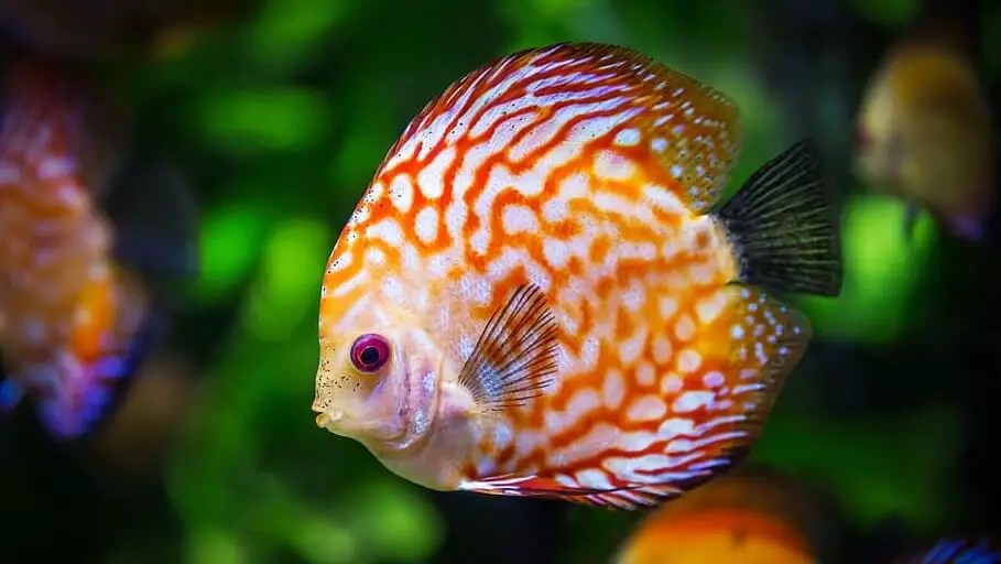Discus Fish Care Tank Requirement, Lifespan, Breeding, Tank Mates