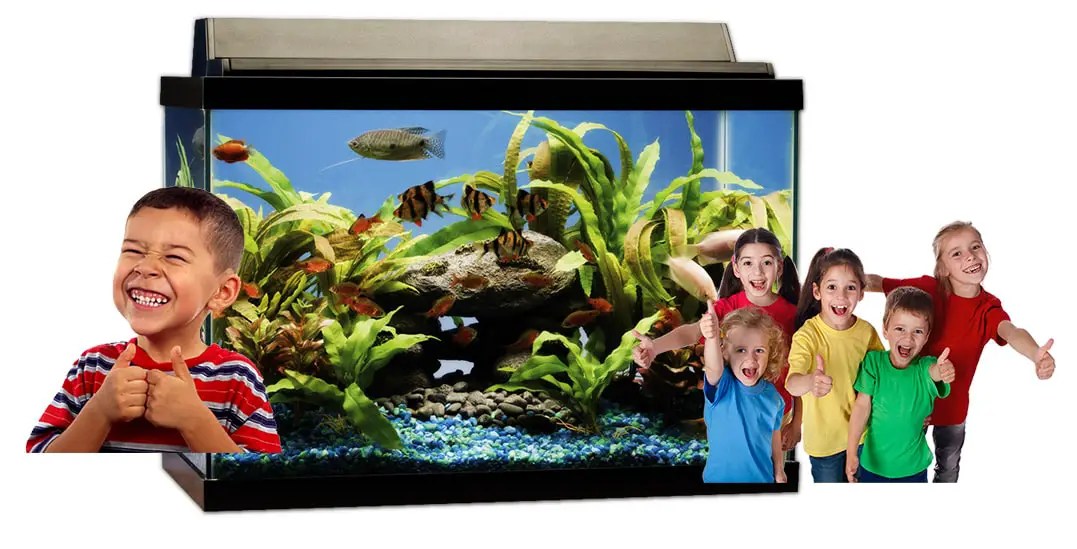 Best Fish Tank For Kids With Pros and Cons Fish Keeping Guide