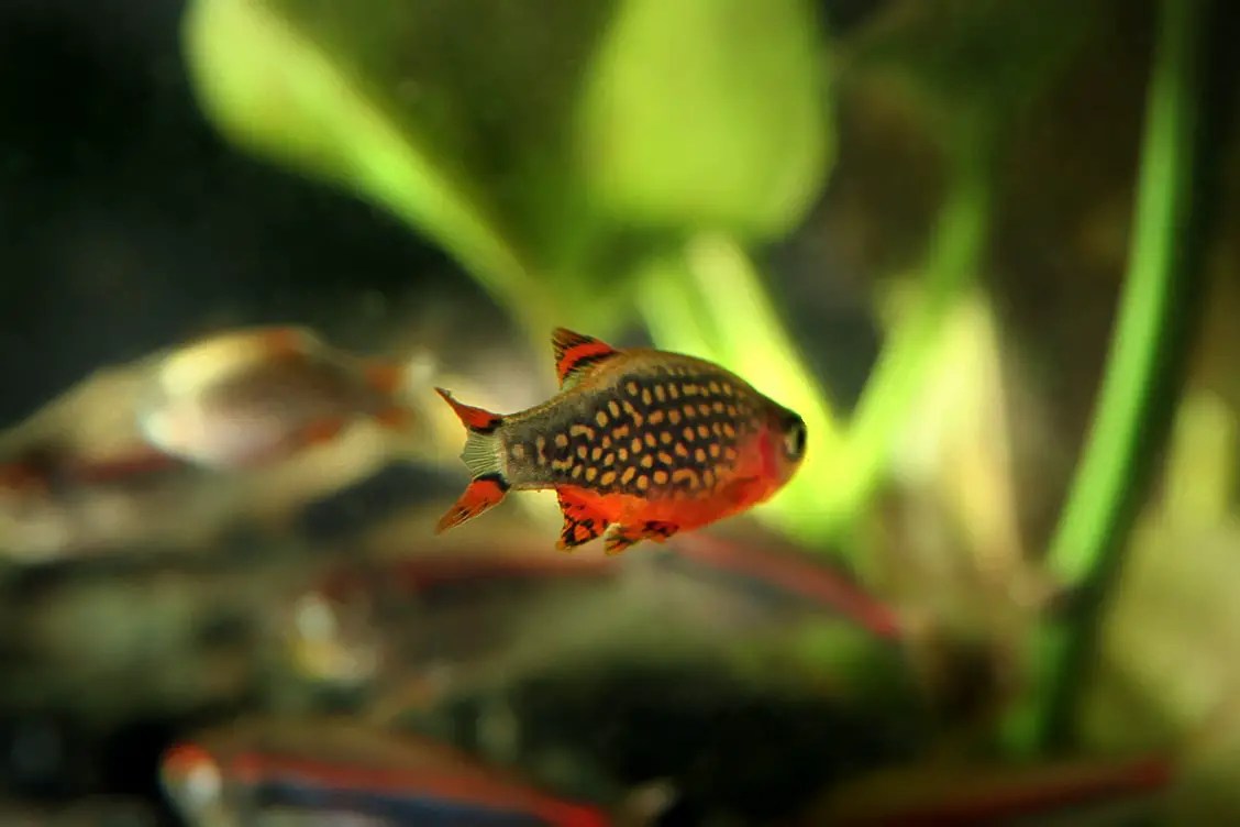 Galaxy Rasbora Care Guide Appearance, Water Parameters, Tankmates