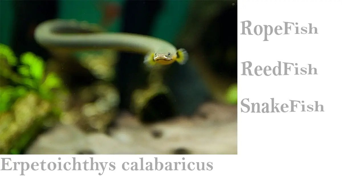 Rope Fish Guide Everything you need to know about. FKG