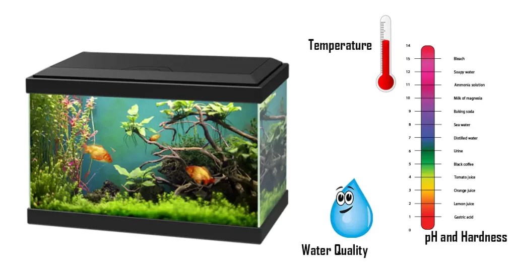 How To Setup A 20Gallon Fish Tank Livestock and Equipment List [2020]