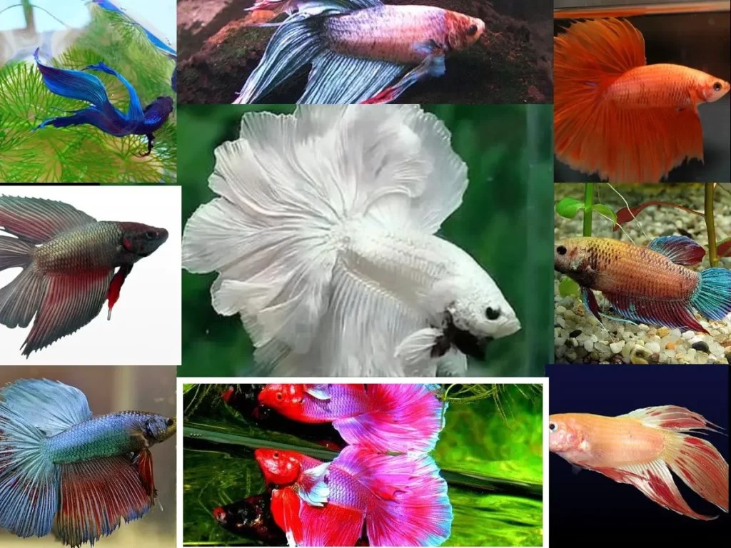 Betta Fish Colors and Color Patterns List of 30 plus unique colors