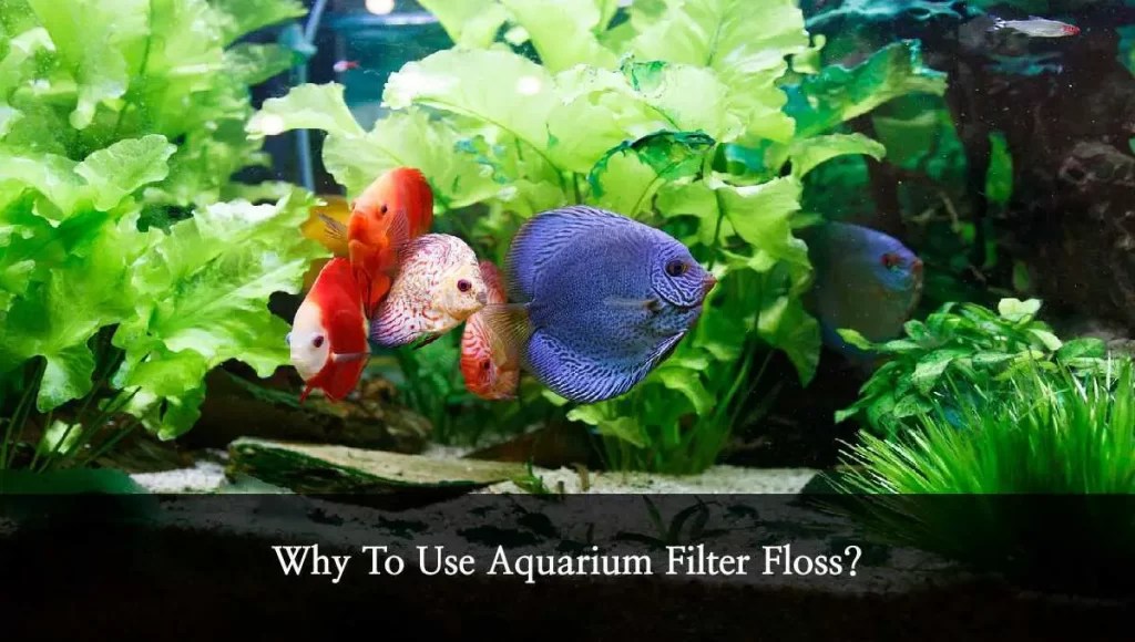 Tank Maintenance Archives Fish Keeping Guide