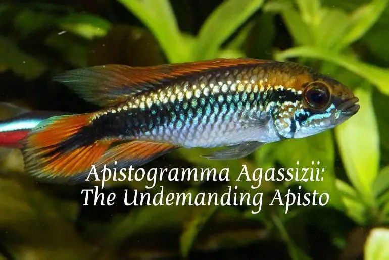 Apistogramma Agassizii The Undemanding Apisto Care, Tank Mates