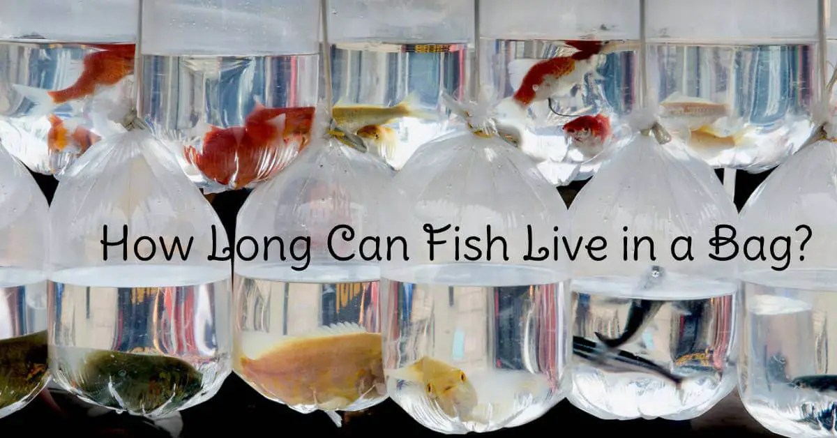 How Long Can Fish Live in a Bag Shocking Facts! Fish Keeping Guide
