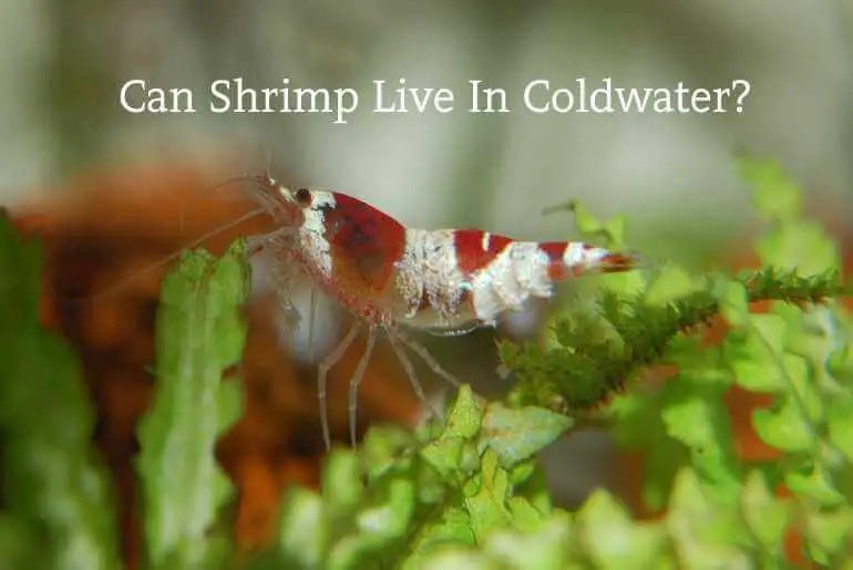 Freshwater Shrimp Archives Fish Keeping Guide