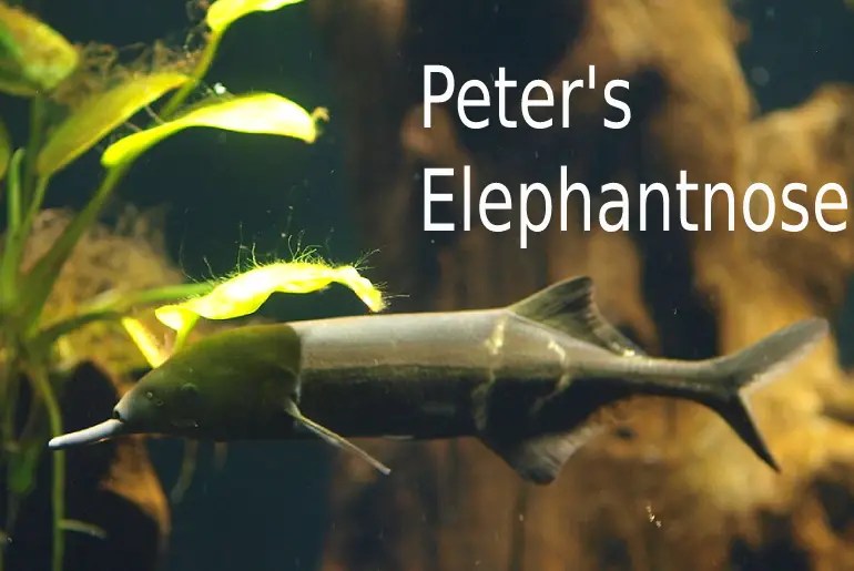 Peter’s Elephantnose Fish Unique Facts, Food, Disease, Tankmates Fish Keeping Guide