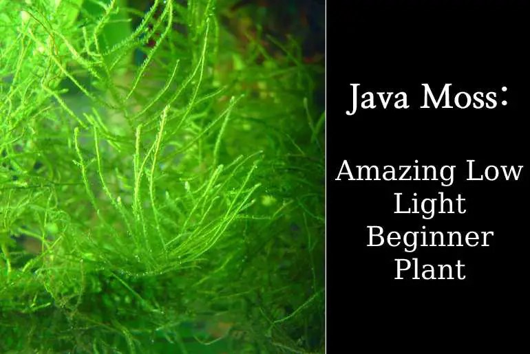 Java Moss Amazing Low Light Beginner Plant Fish Keeping Guide