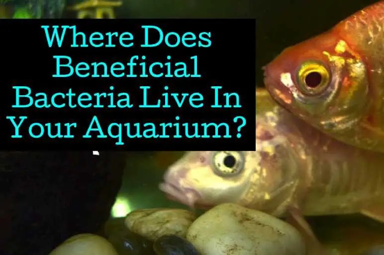 4 Unusual Places Where Beneficial Bacteria Live In Your Aquarium