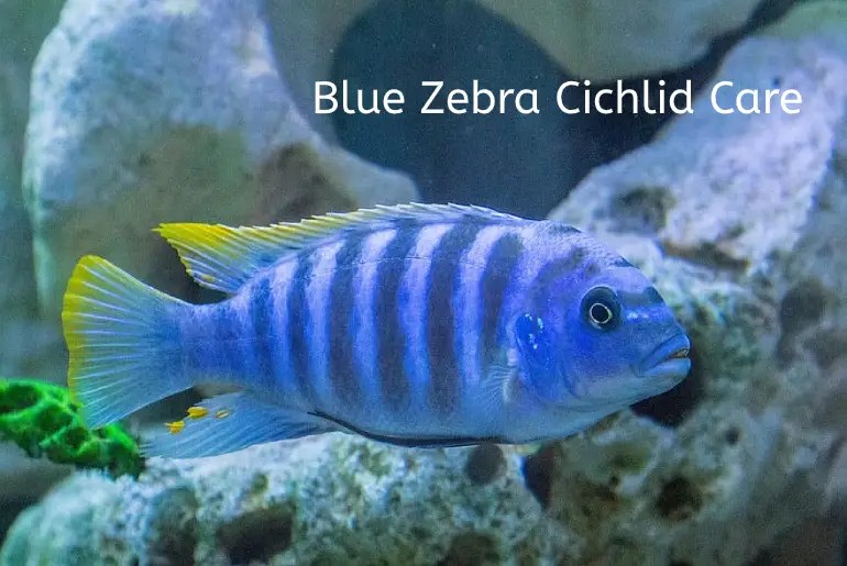 Blue Zebra Cichlids Care Tankmates, Lifecycle, Breeding Fish Keeping