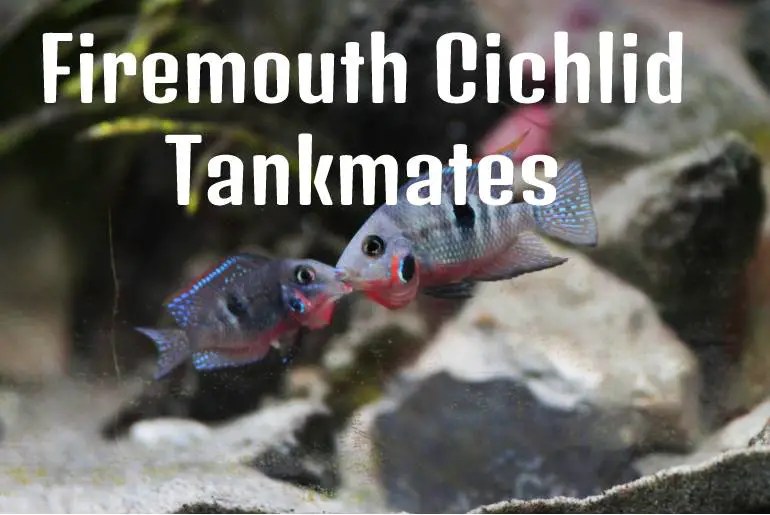 Firemouth Cichlid Tank Mates Fish Keeping Guide