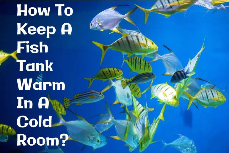 temperate fish Archives Fish Keeping Guide