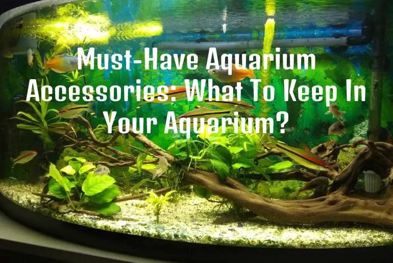 13 MustHave Aquarium Accessories Fish Keeping Guide