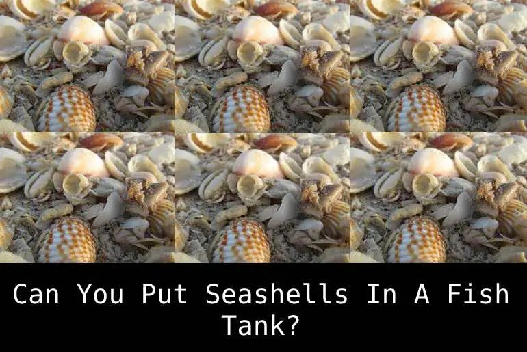 Can You Put Seashells In A Fish Tank? Any Adverse Effects? Fish