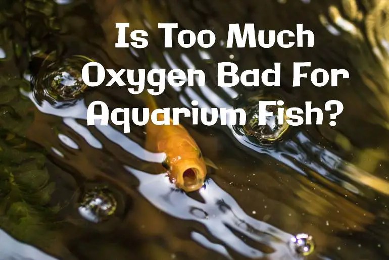 Is Too Much Oxygen Bad For Aquarium Fish? Fish Keeping Guide